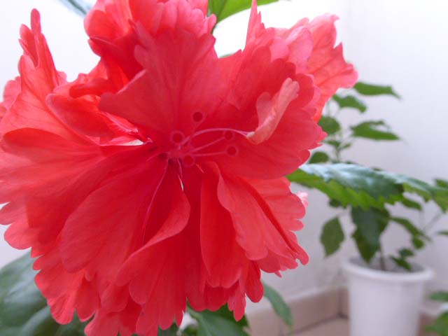 My China Rose Hibiscus